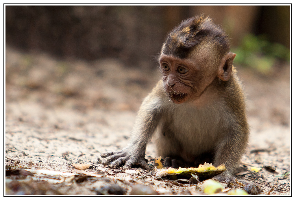 macaque (9).jpg - Pas vieux !